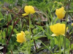 Europäische Trollblume -Günstiges Garten Zart Geschäft europaeische trollblume m003064 w 0