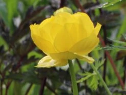 Europäische Trollblume -Günstiges Garten Zart Geschäft europaeische trollblume m003064 w 1