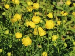 Europäische Trollblume -Günstiges Garten Zart Geschäft europaeische trollblume m003064 w 3