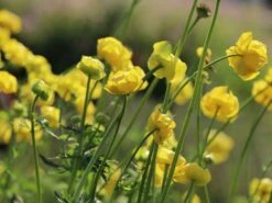 Europäische Trollblume -Günstiges Garten Zart Geschäft europaeische trollblume m003064 w 4