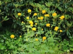 Europäische Trollblume -Günstiges Garten Zart Geschäft europaeische trollblume m003064 w 5