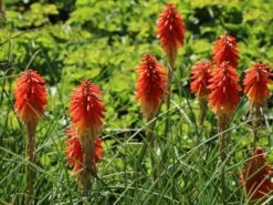 Fackellilie 'Papaya Popsicle' ®