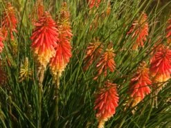 Fackellilie 'Papaya Popsicle' ® -Günstiges Garten Zart Geschäft fackellilie papaya popsicle m081998 w 1