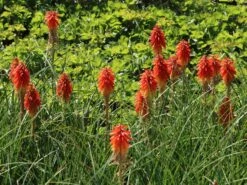 Fackellilie 'Papaya Popsicle' ® -Günstiges Garten Zart Geschäft fackellilie papaya popsicle m081998 w 2