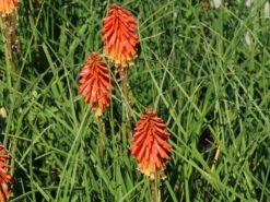 Fackellilie 'Papaya Popsicle' ® -Günstiges Garten Zart Geschäft fackellilie papaya popsicle m081998 w 3