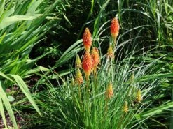 Fackellilie 'Papaya Popsicle' ® -Günstiges Garten Zart Geschäft fackellilie papaya popsicle m081998 w 7