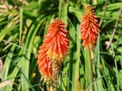 Fackellilie 'Papaya Popsicle' ® -Günstiges Garten Zart Geschäft fackellilie papaya popsicle m081998 w 8