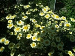 Färber-Hundskamille 'E. C. Buxton' -Günstiges Garten Zart Geschäft faerber hundskamille e c buxton m057668 193676 0