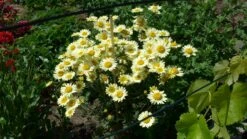 Färber-Hundskamille 'E. C. Buxton' -Günstiges Garten Zart Geschäft faerber hundskamille e c buxton m057668 565415 0