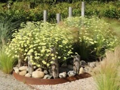 Färber-Hundskamille 'E. C. Buxton'