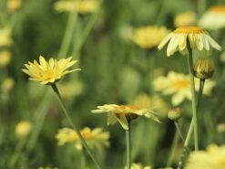 Färber-Hundskamille 'E. C. Buxton' -Günstiges Garten Zart Geschäft faerber hundskamille e c buxton m057668 w 0