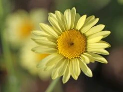 Färber-Hundskamille 'E. C. Buxton' -Günstiges Garten Zart Geschäft faerber hundskamille e c buxton m057668 w 1