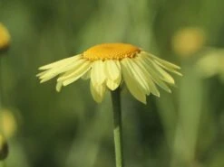 Färber-Hundskamille 'E. C. Buxton' -Günstiges Garten Zart Geschäft faerber hundskamille e c buxton m057668 w 2