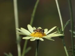 Färber-Hundskamille 'E. C. Buxton' -Günstiges Garten Zart Geschäft faerber hundskamille e c buxton m057668 w 4