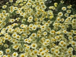 Färber-Hundskamille 'E. C. Buxton' -Günstiges Garten Zart Geschäft faerber hundskamille e c buxton m057668 w 5