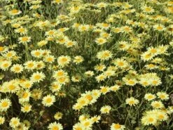 Färber-Hundskamille 'E. C. Buxton' -Günstiges Garten Zart Geschäft faerber hundskamille e c buxton m057668 w 6