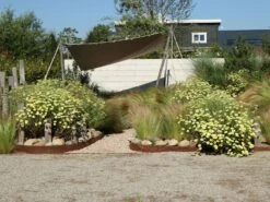 Färber-Hundskamille 'E. C. Buxton' -Günstiges Garten Zart Geschäft faerber hundskamille e c buxton m057668 w 7