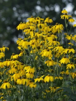 Fallschirm Sonnenhut 'Herbstsonne' -Günstiges Garten Zart Geschäft fallschirm sonnenhut herbstsonne m009148 w 1