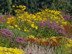 Fallschirm Sonnenhut 'Herbstsonne' -Günstiges Garten Zart Geschäft fallschirm sonnenhut herbstsonne m009148 w 2
