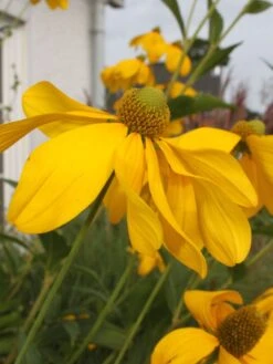 Fallschirm Sonnenhut 'Herbstsonne' -Günstiges Garten Zart Geschäft fallschirm sonnenhut herbstsonne m009148 w 4