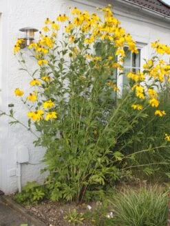 Fallschirm Sonnenhut 'Herbstsonne' -Günstiges Garten Zart Geschäft fallschirm sonnenhut herbstsonne m009148 w 5