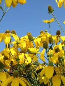 Fallschirm Sonnenhut 'Herbstsonne' -Günstiges Garten Zart Geschäft fallschirm sonnenhut herbstsonne m009148 w 6