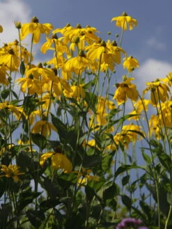 Fallschirm Sonnenhut 'Herbstsonne' -Günstiges Garten Zart Geschäft fallschirm sonnenhut herbstsonne m009148 w 7