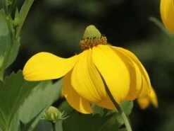 Fallschirm Sonnenhut 'Herbstsonne' -Günstiges Garten Zart Geschäft fallschirm sonnenhut herbstsonne m009148 w 8