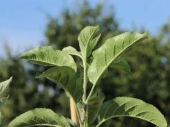 Familienbaum Apfel '3 Sorten Als Spalier Gezogen' -Günstiges Garten Zart Geschäft familienbaum apfel 3 sorten als spalier gezogen m113602 w 1