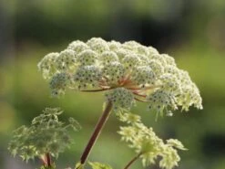 Feinblättrige Silge