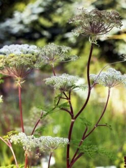 Feinblättrige Silge 16 Feinblättrige Silge -Günstiges Garten Zart Geschäft feinblaettrige silge m084454 w 0