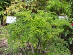 Feinblättrige Silge 13 Feinblättrige Silge -Günstiges Garten Zart Geschäft feinblaettrige silge m084454 w 1