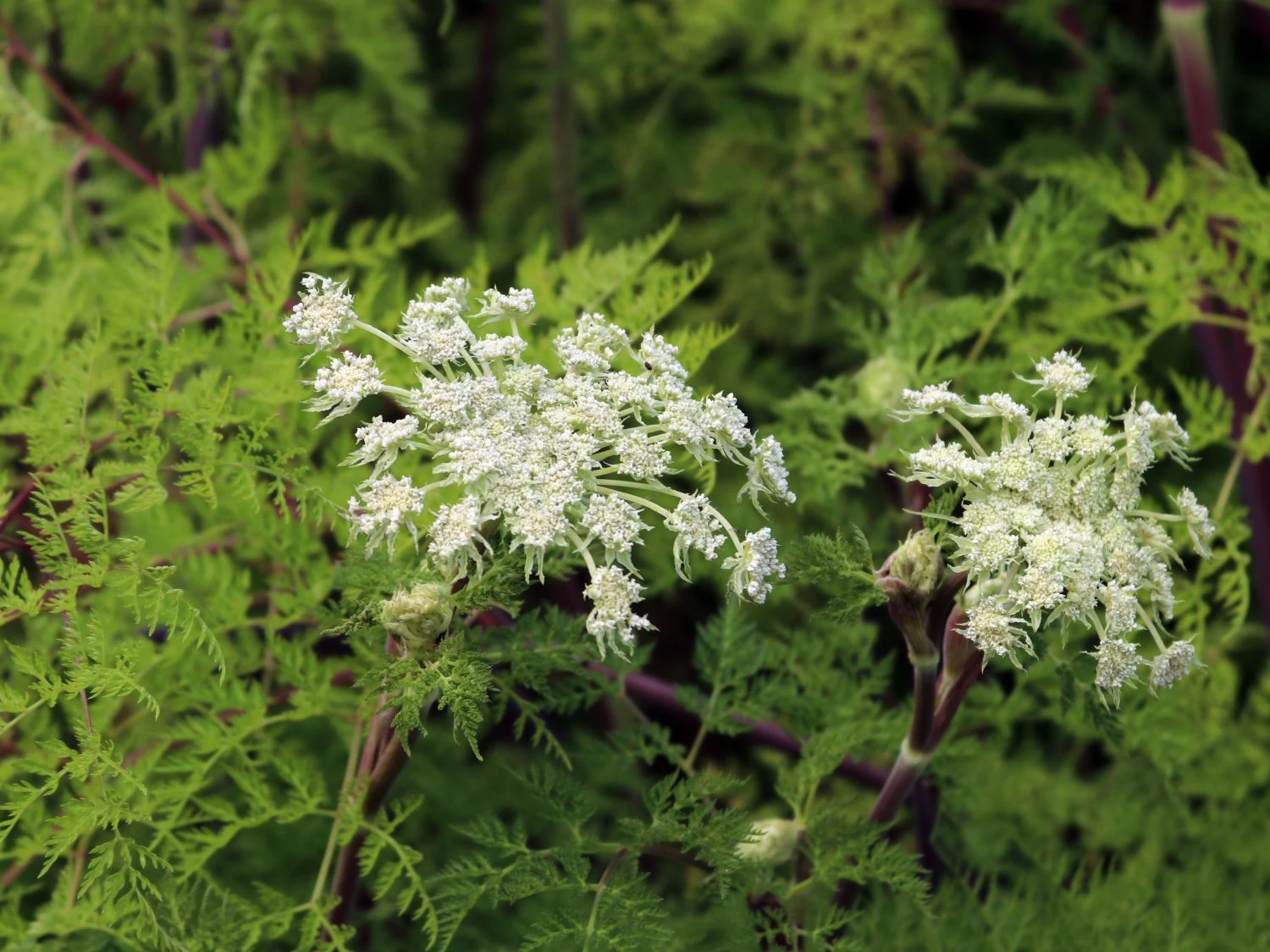 Feinblättrige Silge 8 Feinblättrige Silge – Bild 6