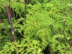 Feinblättrige Silge 14 Feinblättrige Silge -Günstiges Garten Zart Geschäft feinblaettrige silge m084454 w 3