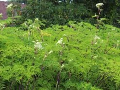 Feinblättrige Silge 12 Feinblättrige Silge -Günstiges Garten Zart Geschäft feinblaettrige silge m084454 w 4