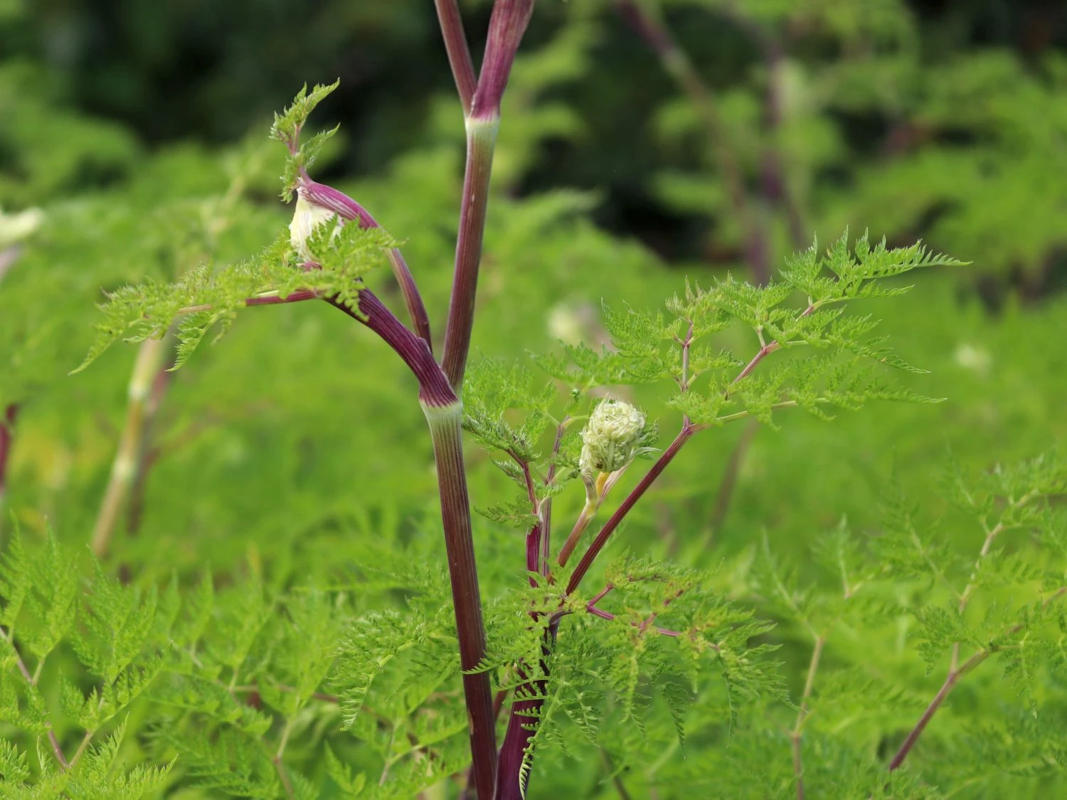 Feinblättrige Silge 4 Feinblättrige Silge – Bild 2