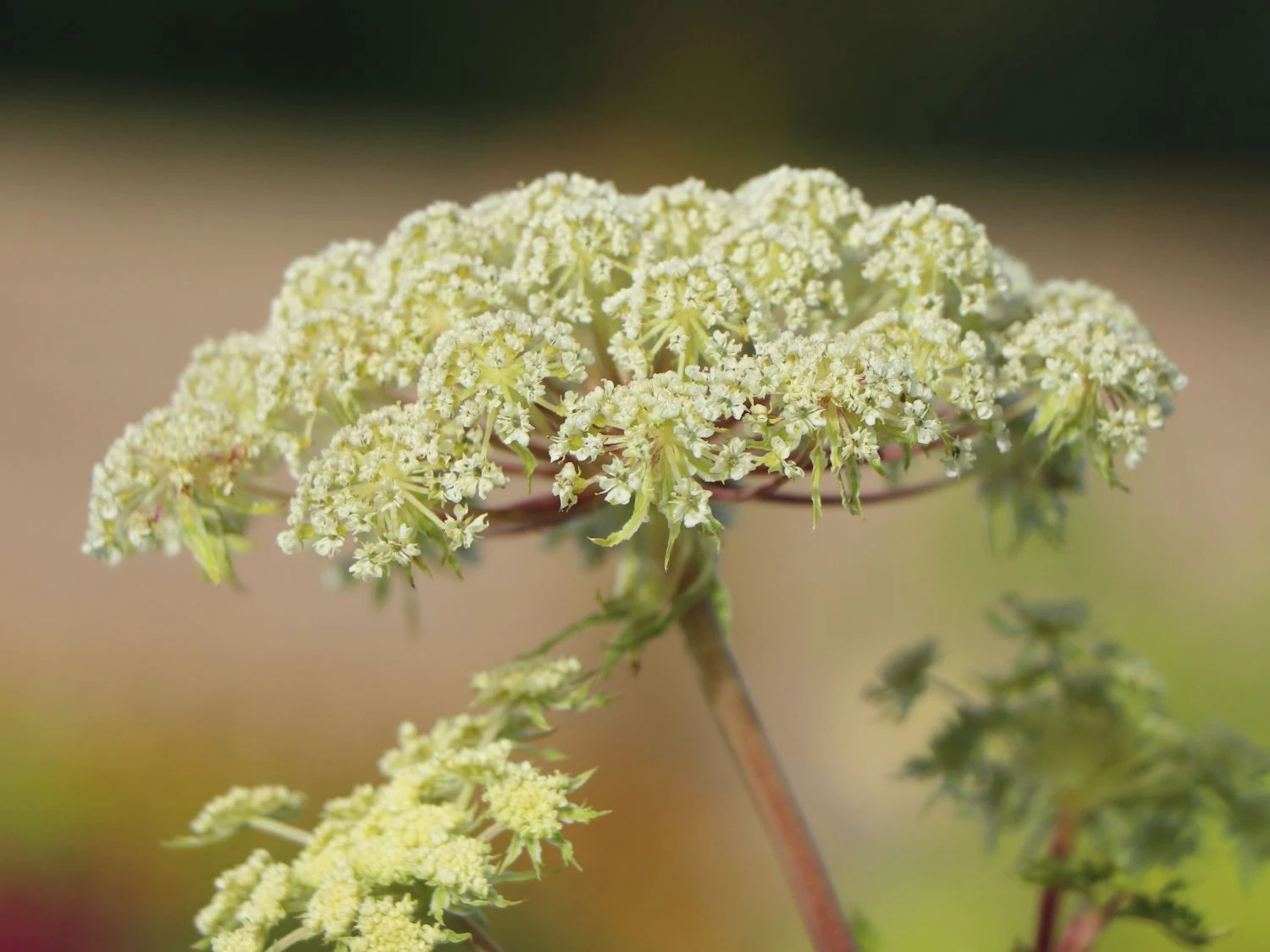 Feinblättrige Silge 10 Feinblättrige Silge – Bild 8