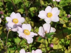 Filzige Herbst-Anemone 'Robustissima'