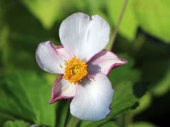 Filzige Herbst-Anemone 'Robustissima' -Günstiges Garten Zart Geschäft filzige herbst anemone robustissima m001566 w 0