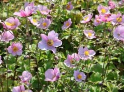 Filzige Herbst-Anemone 'Robustissima' -Günstiges Garten Zart Geschäft filzige herbst anemone robustissima m001566 w 1