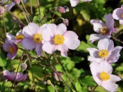 Filzige Herbst-Anemone 'Robustissima' -Günstiges Garten Zart Geschäft filzige herbst anemone robustissima m001566 w 2