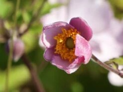 Filzige Herbst-Anemone 'Robustissima' -Günstiges Garten Zart Geschäft filzige herbst anemone robustissima m001566 w 3