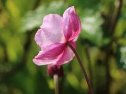 Filzige Herbst-Anemone 'Robustissima' -Günstiges Garten Zart Geschäft filzige herbst anemone robustissima m001566 w 5