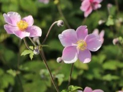 Filzige Herbst-Anemone 'Robustissima' -Günstiges Garten Zart Geschäft filzige herbst anemone robustissima m001566 w 7