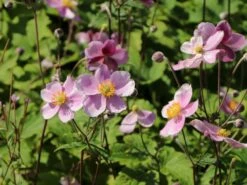 Filzige Herbst-Anemone 'Robustissima' -Günstiges Garten Zart Geschäft filzige herbst anemone robustissima m001566 w 8
