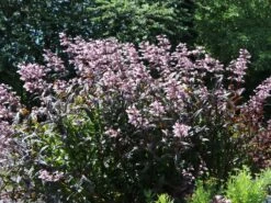 Fingerhutförmiger Bartfaden 'Dark Towers'