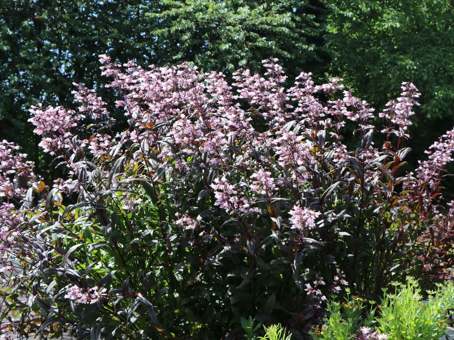 Fingerhutförmiger Bartfaden 'Dark Towers' 3 Fingerhutförmiger Bartfaden 'Dark Towers'