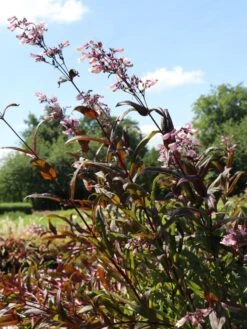 Fingerhutförmiger Bartfaden 'Dark Towers' 15 Fingerhutförmiger Bartfaden 'Dark Towers' -Günstiges Garten Zart Geschäft fingerhutfoermiger bartfaden dark towers m059848 w 0