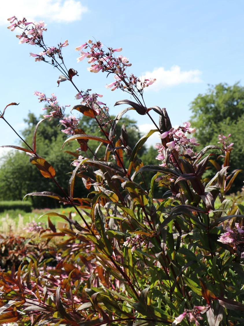 Fingerhutförmiger Bartfaden 'Dark Towers' 7 Fingerhutförmiger Bartfaden 'Dark Towers' – Bild 5