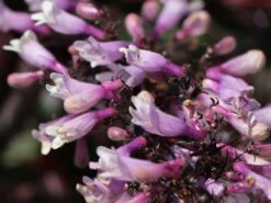 Fingerhutförmiger Bartfaden 'Dark Towers' 14 Fingerhutförmiger Bartfaden 'Dark Towers' -Günstiges Garten Zart Geschäft fingerhutfoermiger bartfaden dark towers m059848 w 1